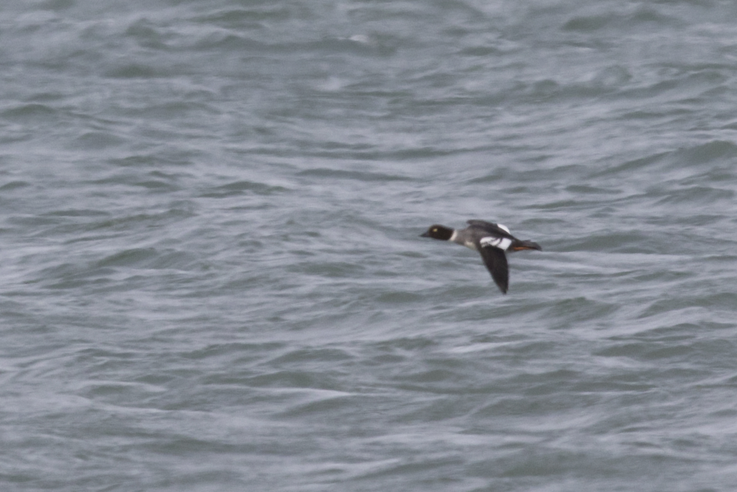 Common Goldeneye
